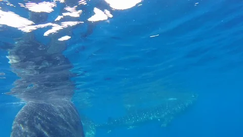 Whale shark Video stock 99543418