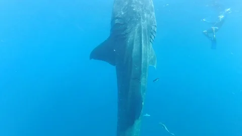 Whale shark Video stock 99543457