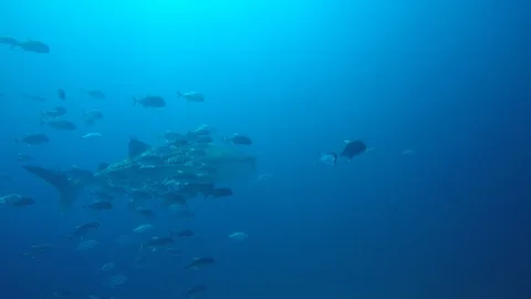 Whale Shark Stock Footage 102707007
