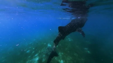 Whale shark Stock Footage 104648416
