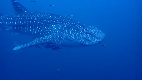 Whale Shark Stock Footage 131351582