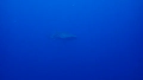 Whale Shark Stock Footage 131352151