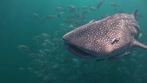 Whale shark Stock Footage 135962396