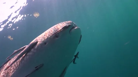 Whale shark Stock Footage 135962547