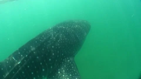 Whale Shark Stock-Footage 170358120