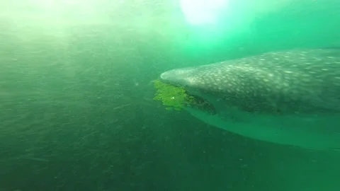 Whale Shark Vidéo 237621645