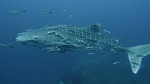 Whale shark Stock Footage 239159963