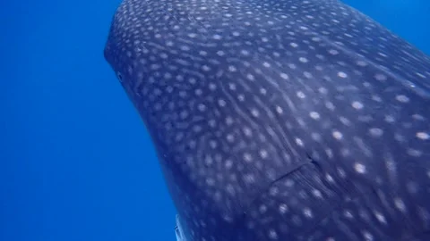 Whale Shark Stock Footage 273984114