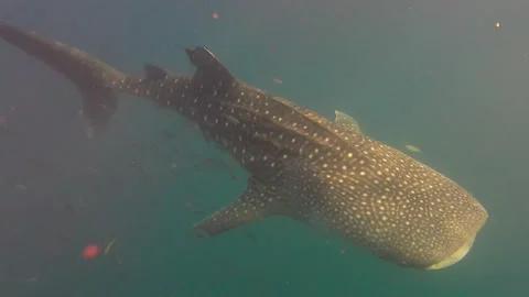 Whale Shark Stock Footage 296938258