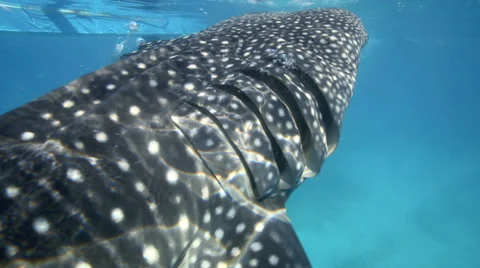 Whale Shark - with pilot fish and Remora / Sucker Fish and with