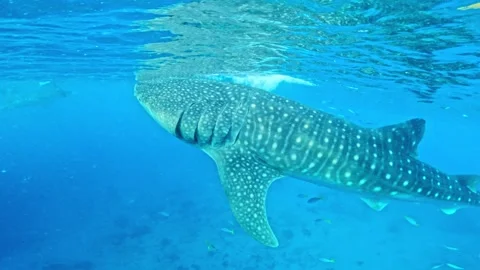 Whale Shark Gliding Near Surface - Wildlife Encounter In Oslob Philippines Video stock 345274019