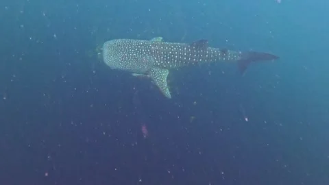 Whale Shark Gliding Past Camera Underwater in Slow Motion, Indonesia Stock Footage 343407707