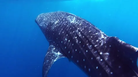 Whale Shark Gliding Through Deep Blue Ocean Video stock 344522036
