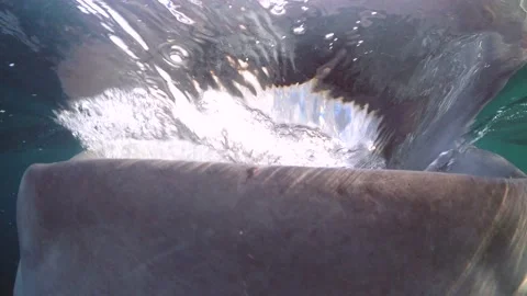 Whale shark gulp closeup 4K Stock Footage 162961481