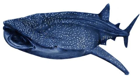 Whale-shark Stock Illustration