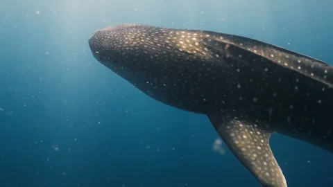 A whale shark moves gracefully through sunlit waters, showcasing its Stock Footage 334130890