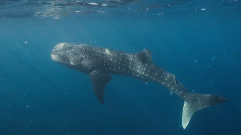 A whale shark moves gracefully through the clear blue ocean, sunlight filtering Stock Footage 334131160