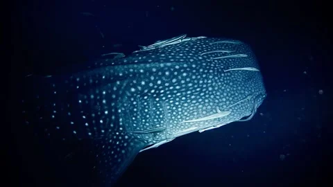 Whale shark at night Stock Footage 239160973