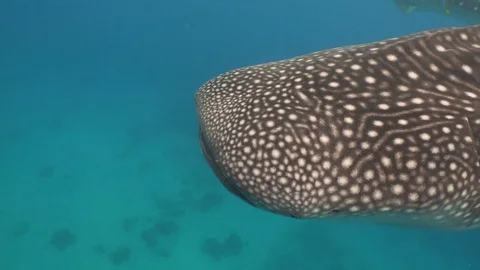 Whale Shark in ocean Video stock 71783895