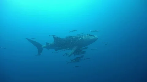 Whale shark in the ocean Stock Footage 77084162