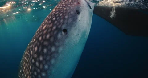 Whale shark in ocean. Giant whale shark | Stock Video | Pond5