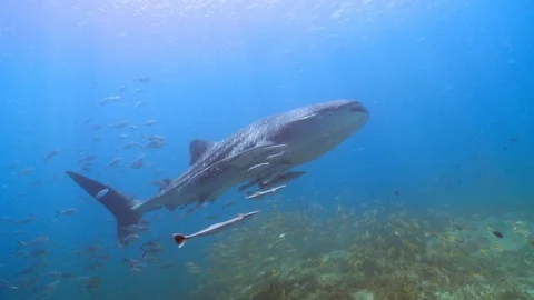 Whale shark, one of a sequence of shots Stock Footage