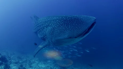 Whale Shark in  in Open Ocean Stock Footage 102876662