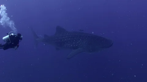 Whale Shark in  in Open Ocean 스톡 동영상 102891923
