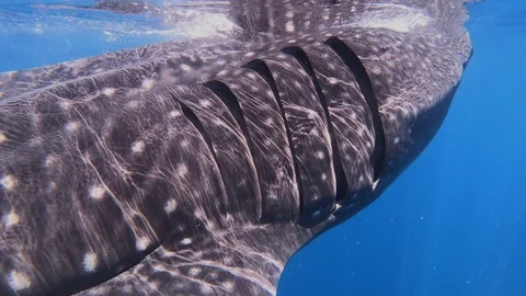 Whale Shark Passes Camera 스톡 동영상 126220591