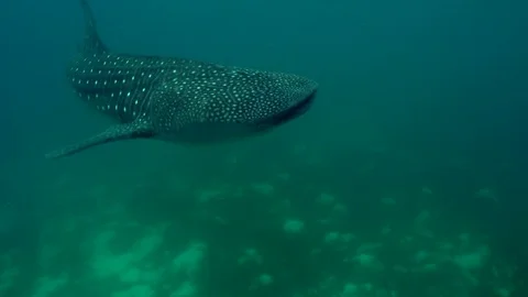 Whale shark passing by and swimming off into the distance. Stock Footage