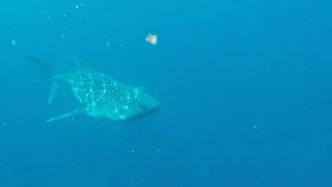 Whale shark passing  from front to the side Video stock 69148508