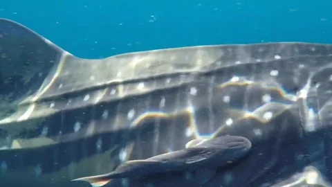 Whale shark passing by only one meter away Video stock 69148440