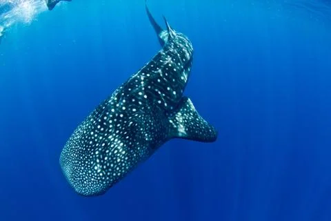 Whale shark. Stock Photos