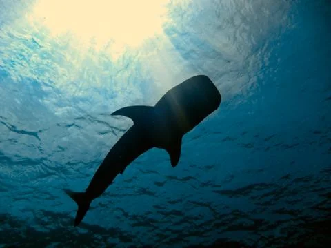 Whale shark Stock Photos