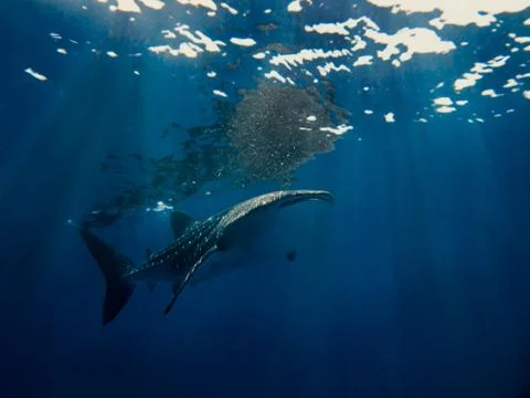 Whale shark Stock Photos