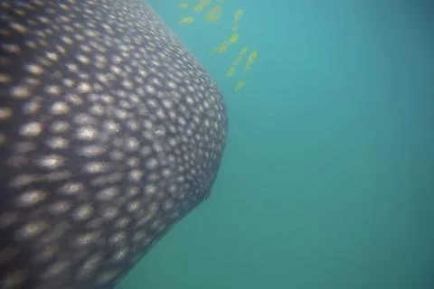 Whale Shark Stock Photos