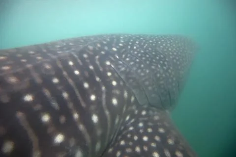 Whale Shark Stock Photos