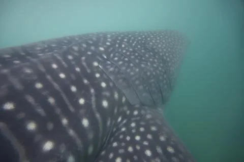 Whale Shark Stock Photos