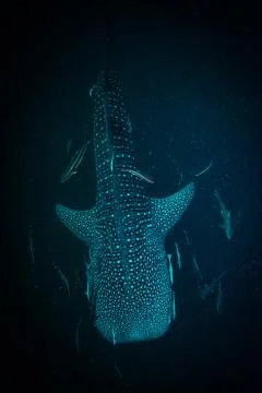 Whale shark Stock Photos