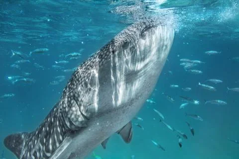 Whale shark Stock Photos