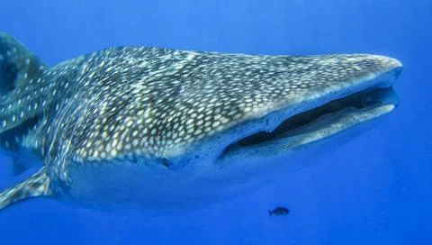 Whale shark 스톡 사진