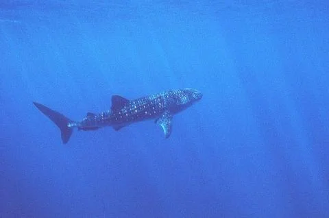 Whale Shark Stock Photos