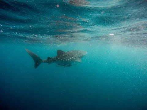 Whale shark. Stock Photos