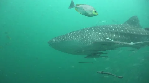 Whale shark with remora Stock Footage 54335927