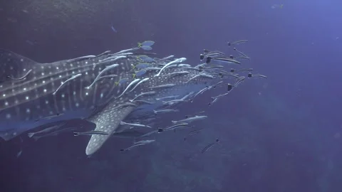 Whale shark (Rhincodon typus) with countless remoras and nine young golden .. Stock Footage 319370790