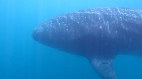 Whale Shark (rhincodon typus) Stock Footage 24305846