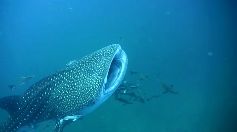 Whale shark (Rhincodon typus) mouth being cleaned Stock Footage