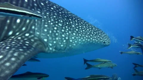 Whale shark (Rhincodon typus) from side to back Stock Footage 6538970