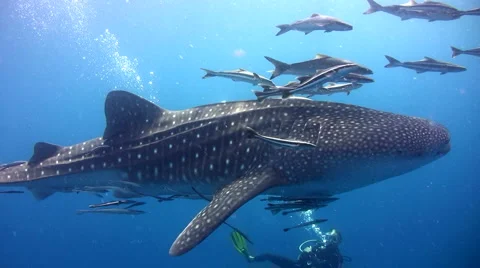 Whale shark (Rhincodon typus) from side Stock Footage 6539366