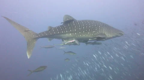 Whale Shark &amp; Schooling fish Stock Footage 58123787